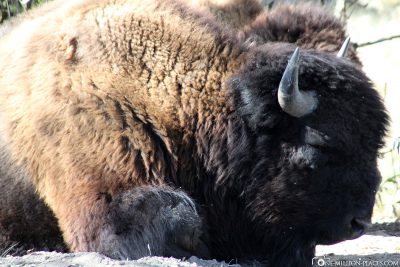 Die Yellowstone Bear World