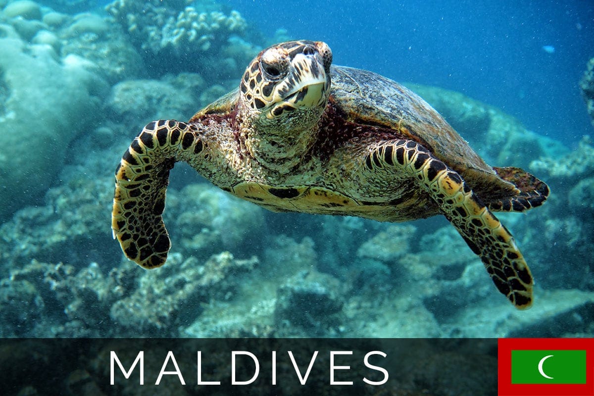 Maldives Robinson Snorkeling Blog Post