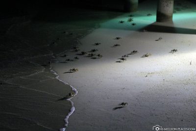 Krabben Nachts am Strand
