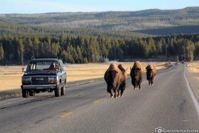 Bisons, Yellowstone National Park, USA, On Your Own, Attractions, UNESCO World Heritage, Travel Report
