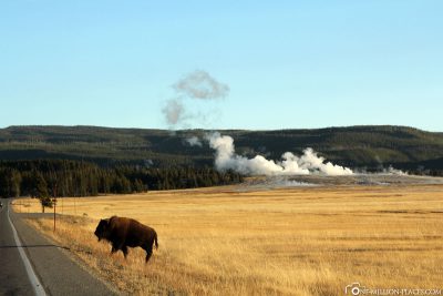 Bison, Yellowstone National Park, USA, On Your Own, Attractions, UNESCO World Heritage, Travel Report