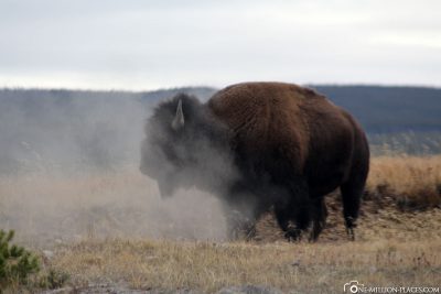 Bison, Yellowstone National Park, USA, On Your Own, Attractions, UNESCO World Heritage, Travel Report