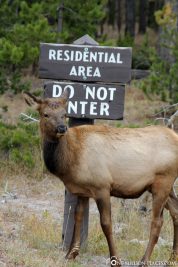 Deer, Norris Geyser Bassin, Yellowstone National Park, USA, On Your Own, Attractions, UNESCO World Heritage, TravelReport