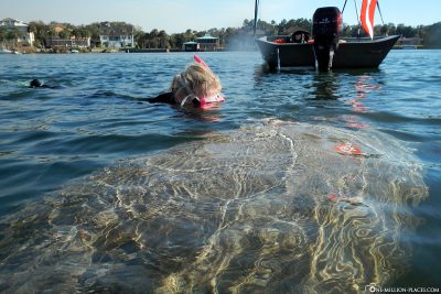 Snorkeling with Manatees in Crystal River