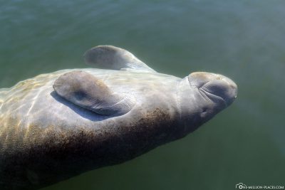 A manatee on your back