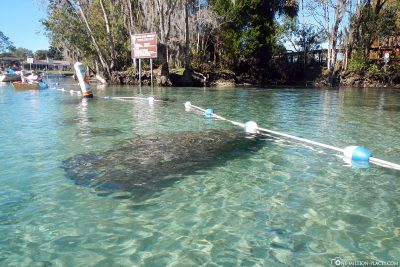 Protection zone for Manatees
