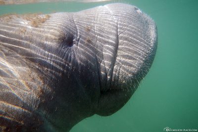 Side view of a manatee