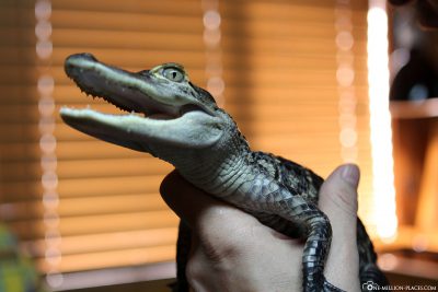 Holding a small alligator