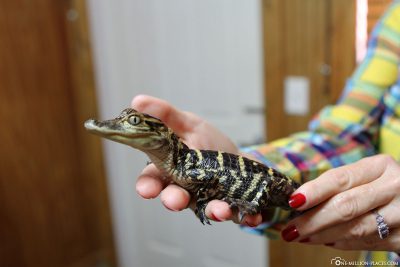 Ein kleinen Alligator halten