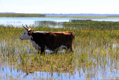 A cow in the water