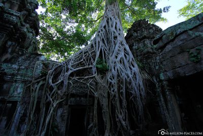 The overgrown Ta Prohm Temple