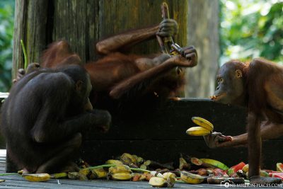 Feeding the orangutans