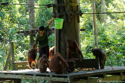 Feeding the orangutans