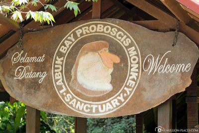 Das Proboscis Monkey Labuk Bay Sanctuary