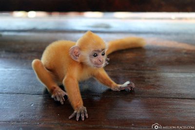 Ein Baby Silver Leaf Monkey