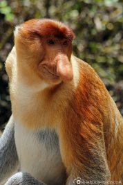 The nasal monkeys in Borneo