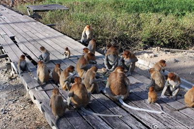 The food platform for the nasal monkeys