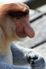 A nasal monkey
