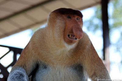A nasal monkey