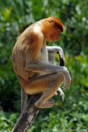The nasal monkeys in Borneo