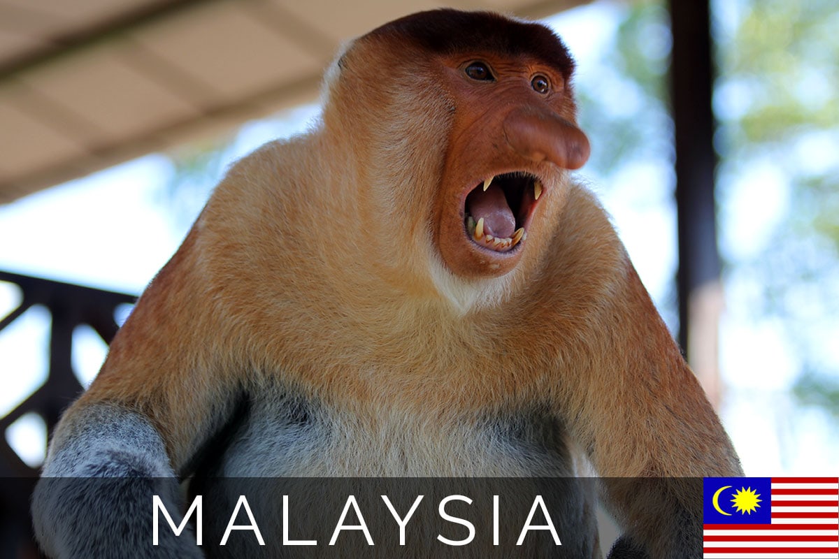 Labuk Bay Proboscis Monkey cover