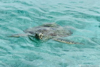 Die Schildkröten direkt am Wasserbungalow