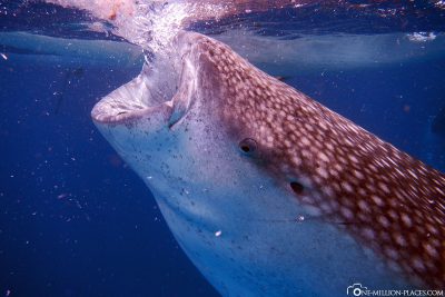 The whale shark sucks in the water
