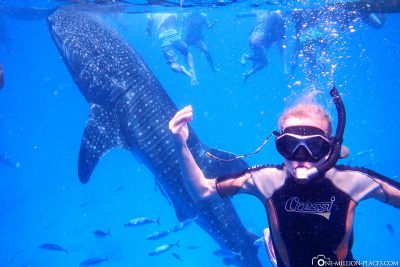 The whale sharks in Oslob