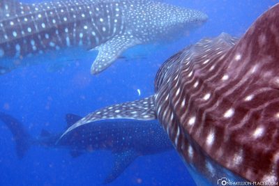 3 great whale sharks directly with us