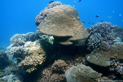 The underwater world at Apo Island