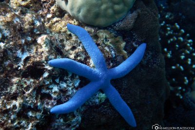 A blue starfish