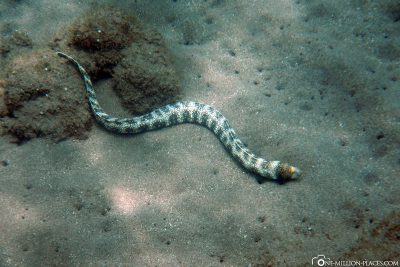 Eine Seeschlange