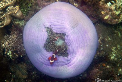 Ein Nemo auf einer Lila Koralle