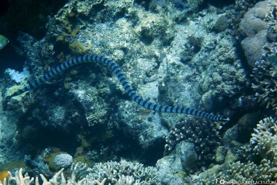 A sea snake