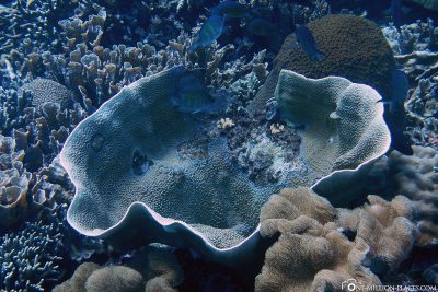 Die Unterwasserwelt am Apo Island