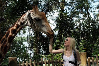 Feeding giraffes