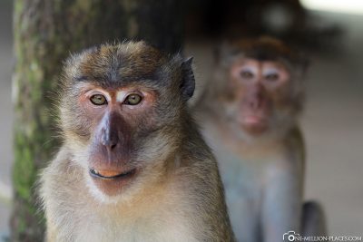 2 Macaque Monkeys
