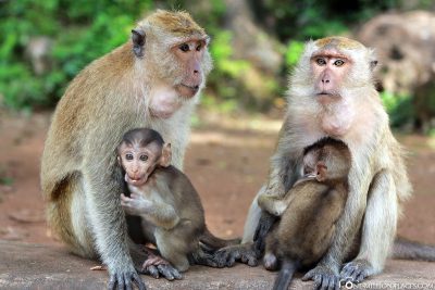 2 Makaken Affen mit Ihren Babys