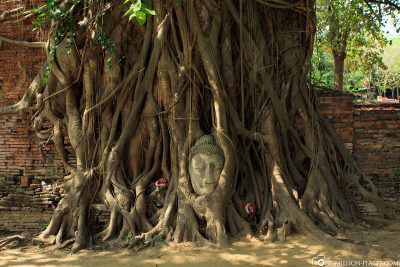 Der in einem Baum befindliche Buddha-Kopf