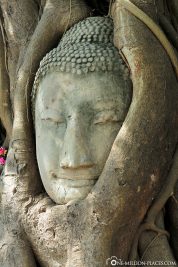 Buddha-Kopf im Baum