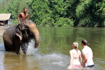 Mit Elefanten baden