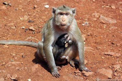 Eine Affenmutter mit ihrem Baby