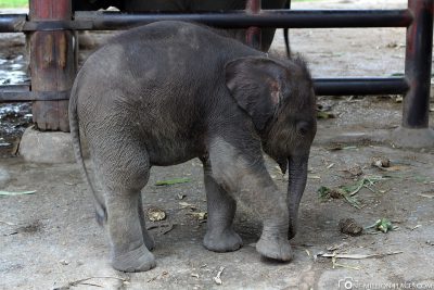 The Cute Baby Elephant