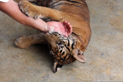 Feeding baby tigers