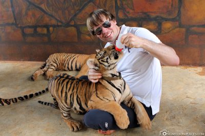 Feeding baby tigers