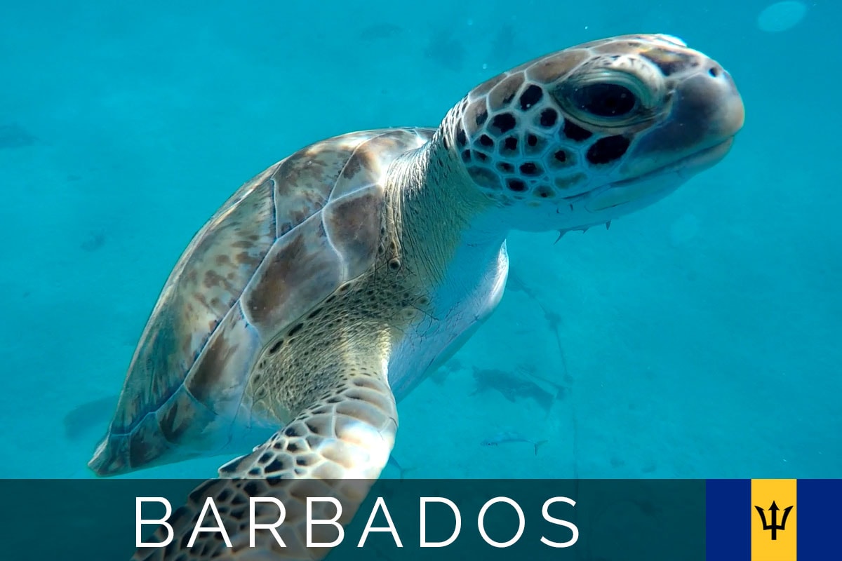 Insel Barbados Titelbild