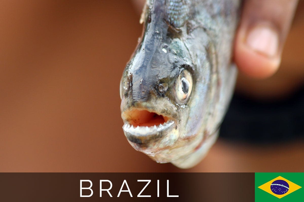 Brazil Amazonas Piranha Blog Post