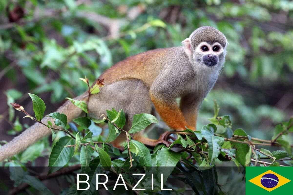 Brazil Amazonas Tour Blog Post