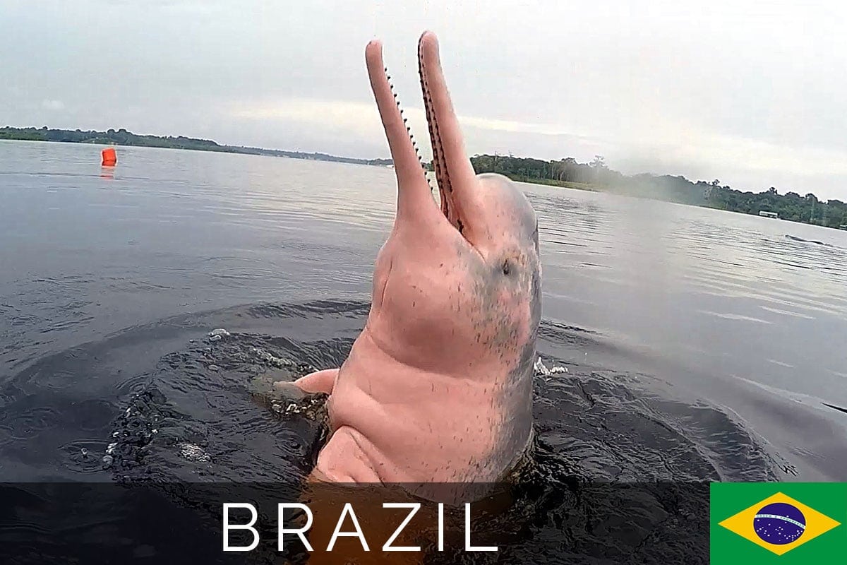Brazil Pink Dolphin Blog Post