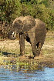 Ein Elefant am Ufer